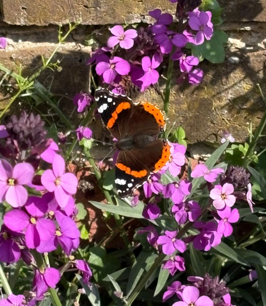 A red admiral butterfly is sitting on the purple flowers of a wallflower Erysimum ‘Bowles Mauve’. An old brick wall can be seen behind.