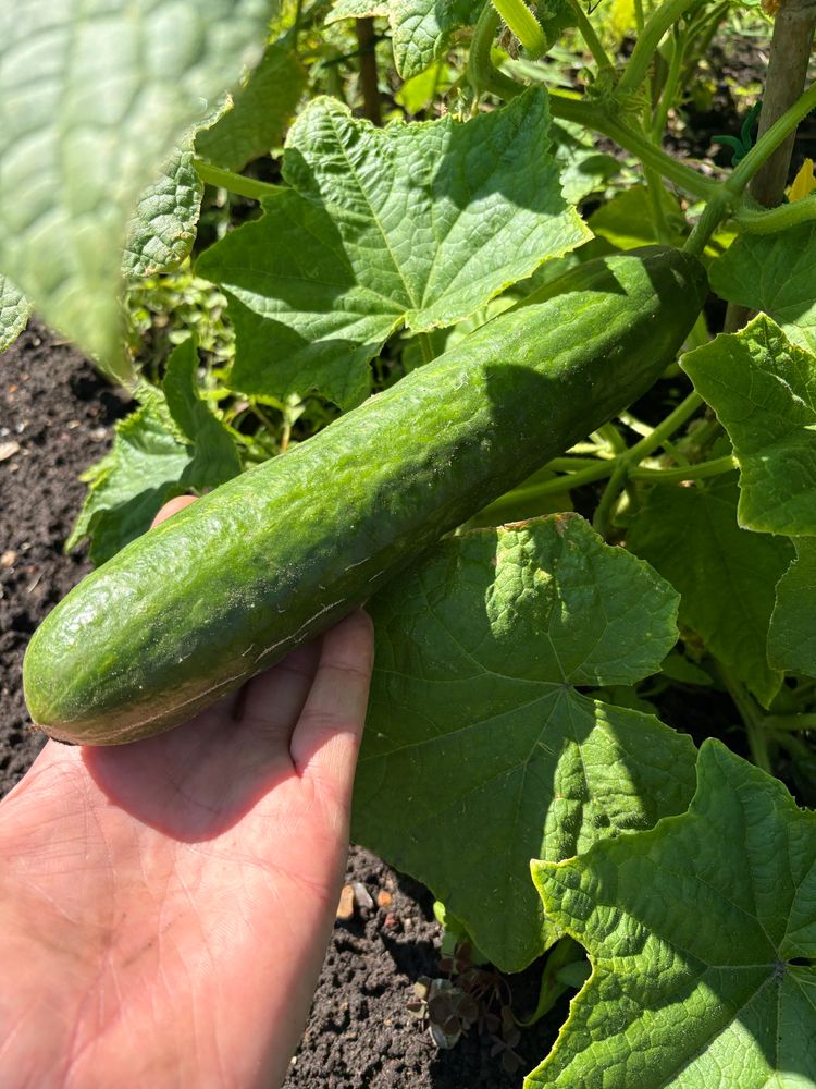 I hold in my hand a long large cucumber still attached to the plant. The soil can be see just below the leaves. 