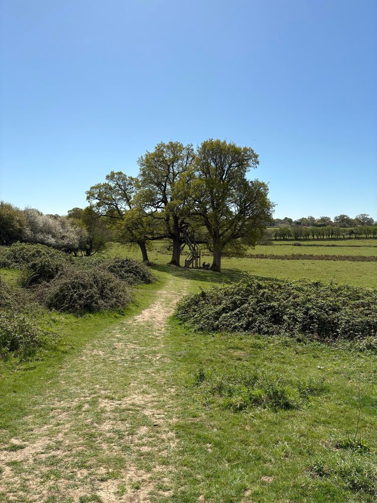 A path in a green field at Knepp leads to three oak trees in the distance. The sky is clear blue and there is not a person in sight. 