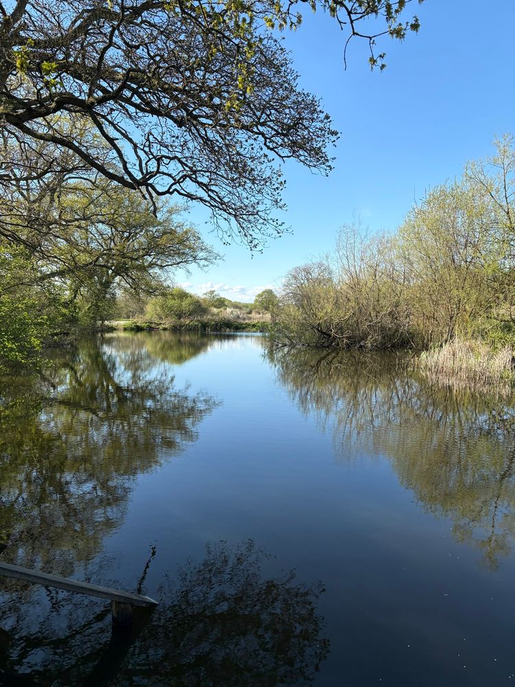A pond at Knepp. The blue sky and wild brush is reflected in the water.