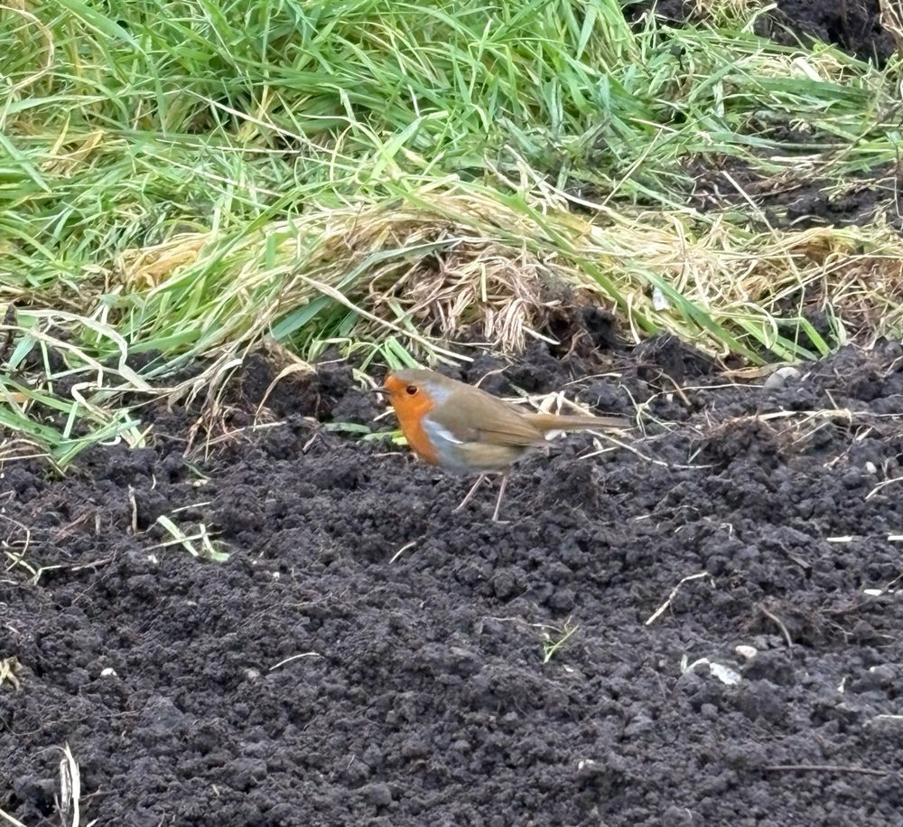 A robin stands on the soil looking for tasty morsels to eat. 