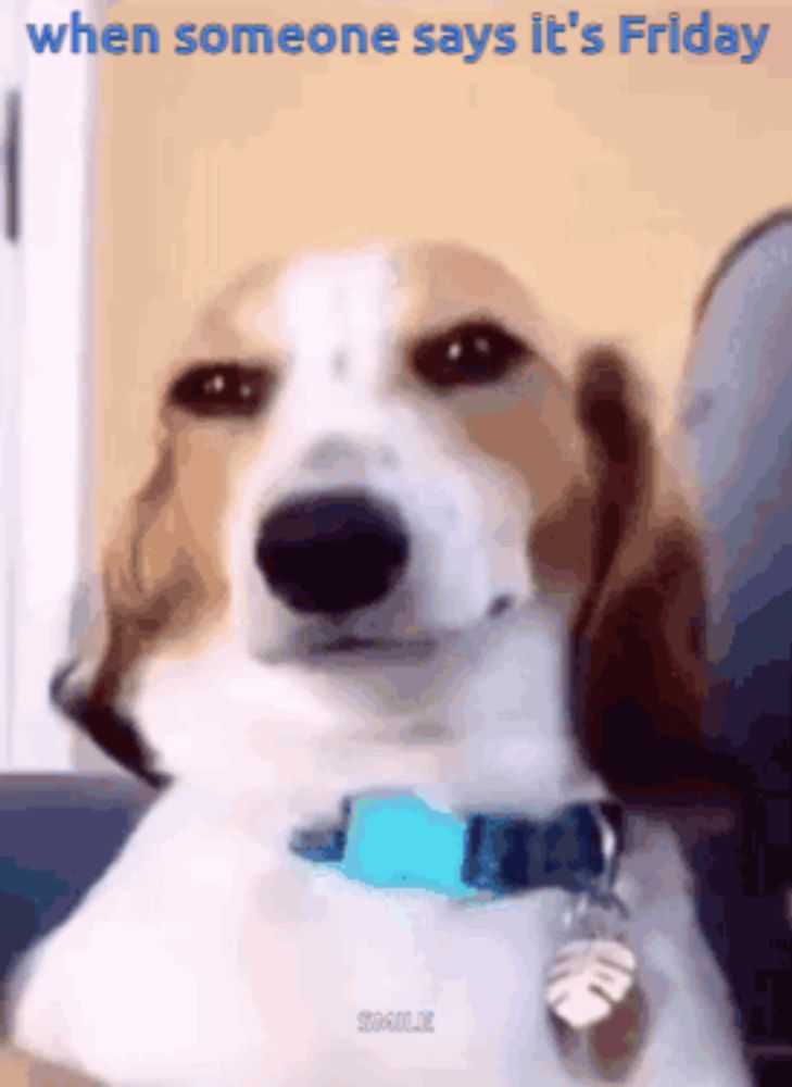 Dog School GIF