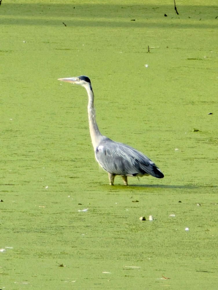 A large heron in a large pond full of algae. The pond is full of algae, not the heron.