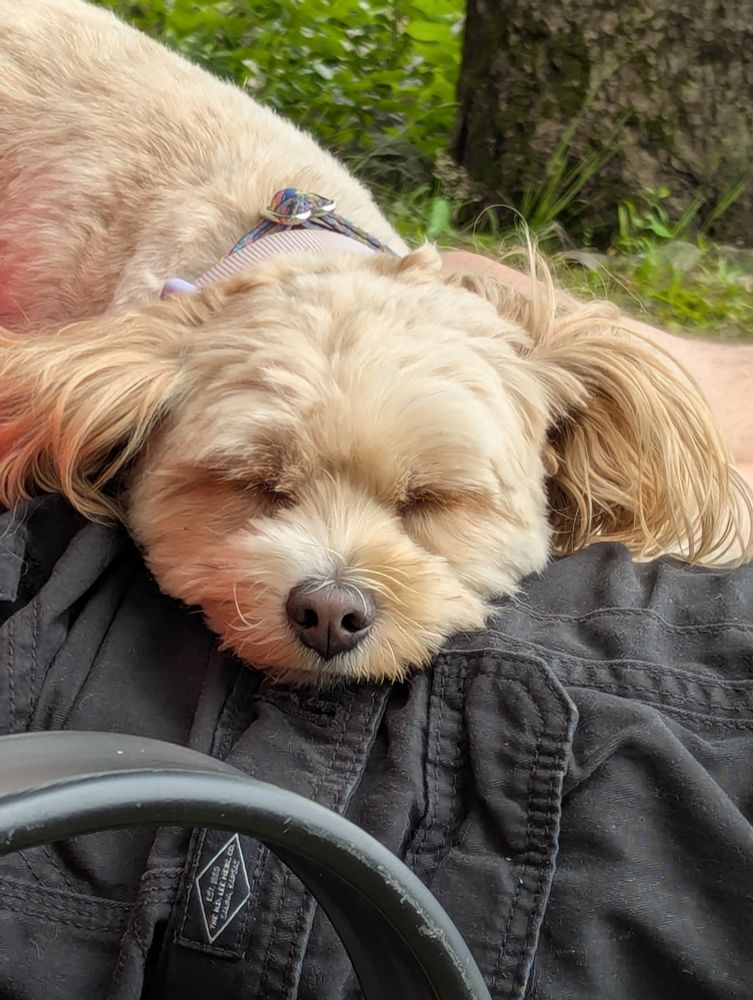 Closeup photo of a blonde cockapoo dog relaxing on a man's lap, her eyes closed in contented napping.