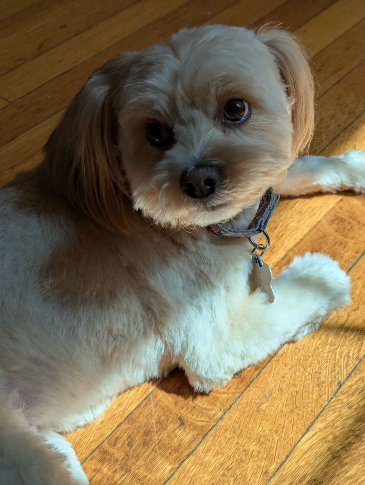 A photo of the same cream colored cockapoo, this time with her fur freshly cut and groomed. She is lying on a wood floor on the edge of a sunbeam, with her front paws in the sun and the rest of her in shade.