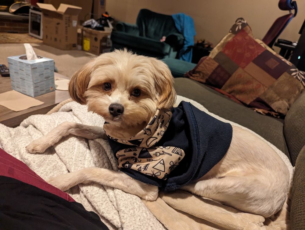 A cockapoo laying on a couch wearing a navy sweatshirt that is flipped up in the back.