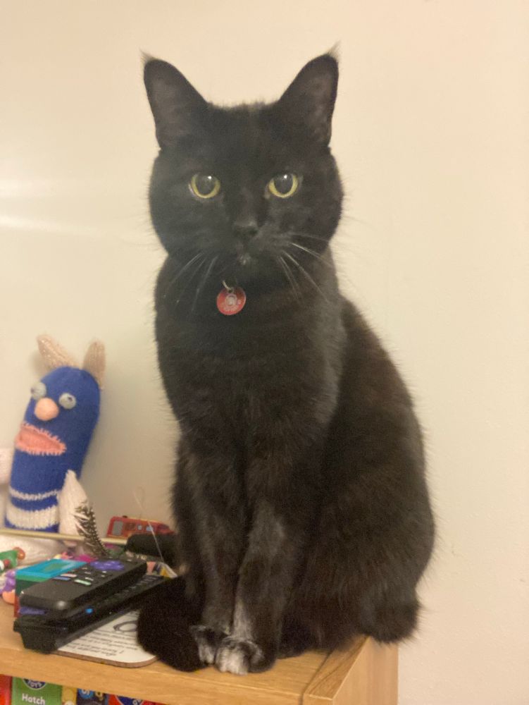 A black cat sat on a bookshelf, staring at the camera intently