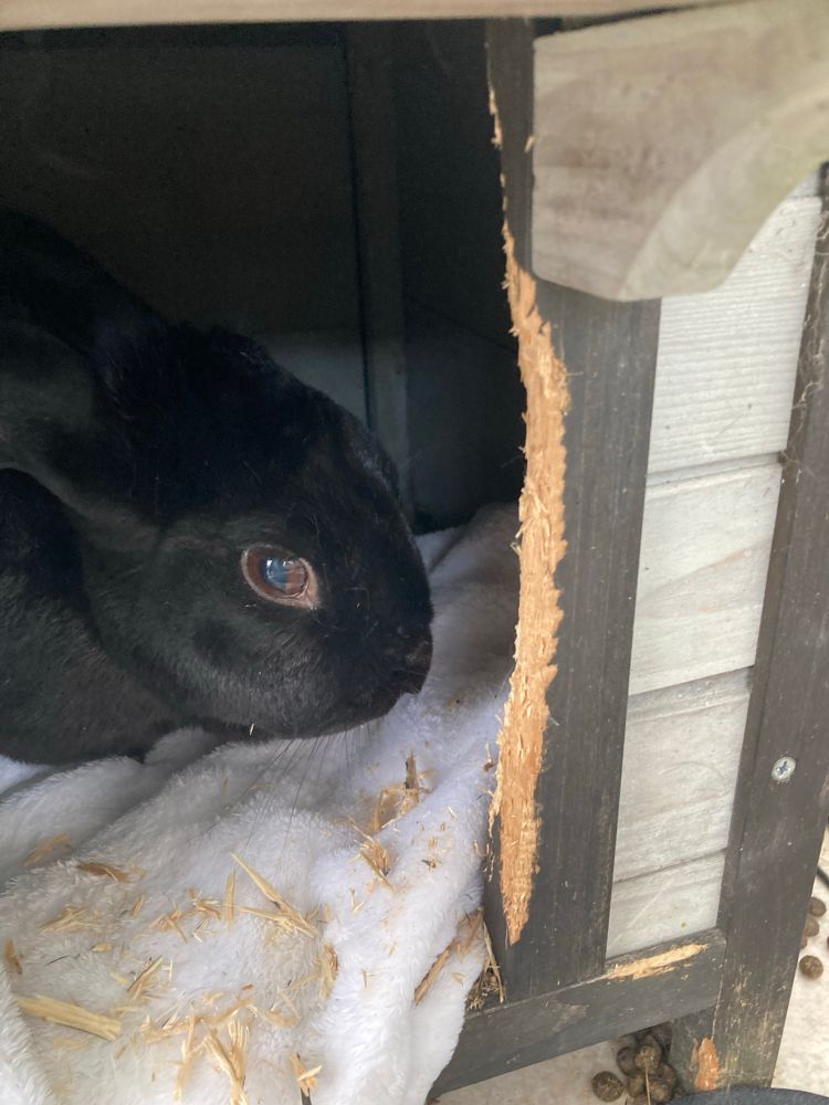 A black bunny sat inside a small wooden house. The doorway has been gnawed on and there are wood chips in front of the fuzzy culprit 