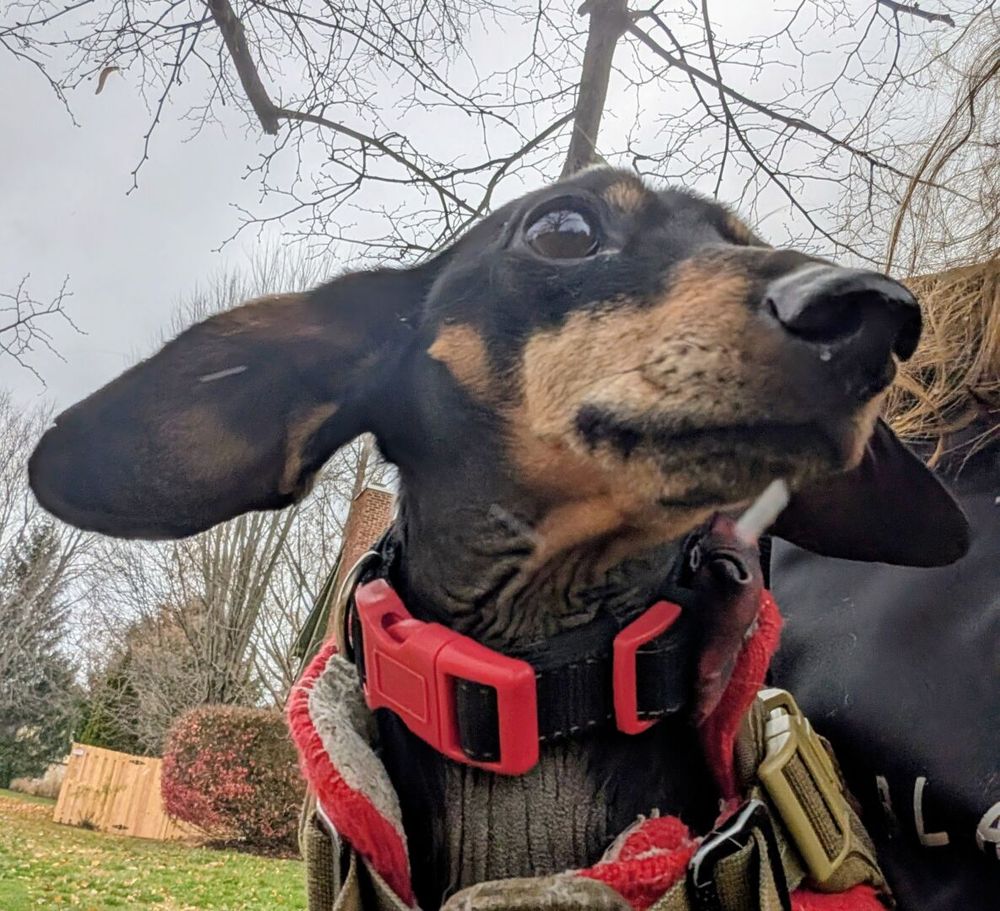 A black and tan dachshund with a red collar.  The wind is blowing his ears backward as he looks to the side.  The background is gray and dreary.