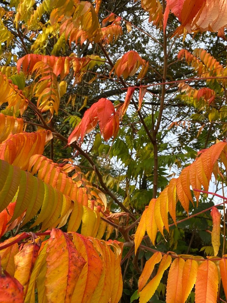 staghorn sumac showing autumnal colour change in yellow and bright orange