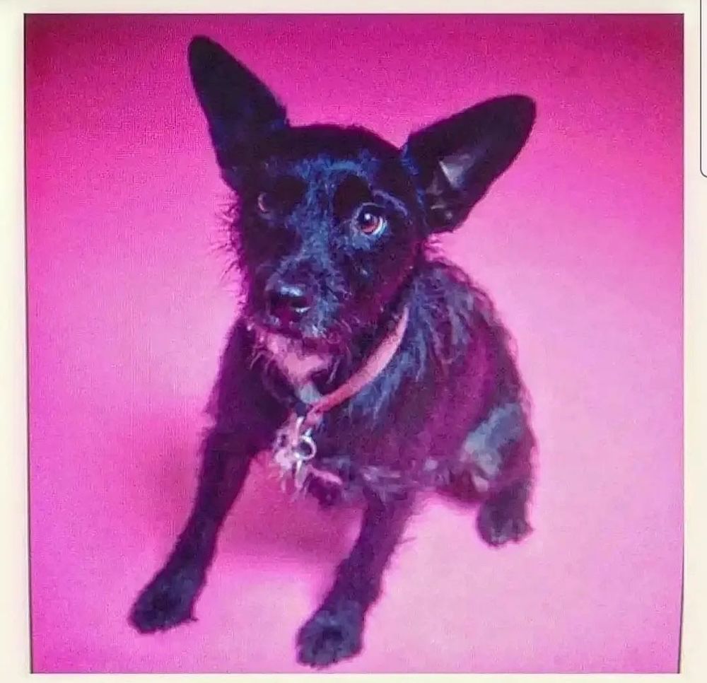 Cliff, a scruffy black patterdale terrier, photographed on a pink background wearing a pink collar, by Kevin McGonnell