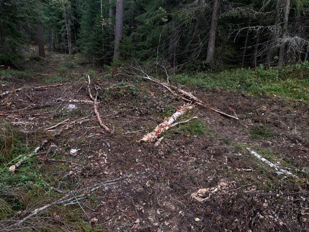 Moton mylläämää metsää