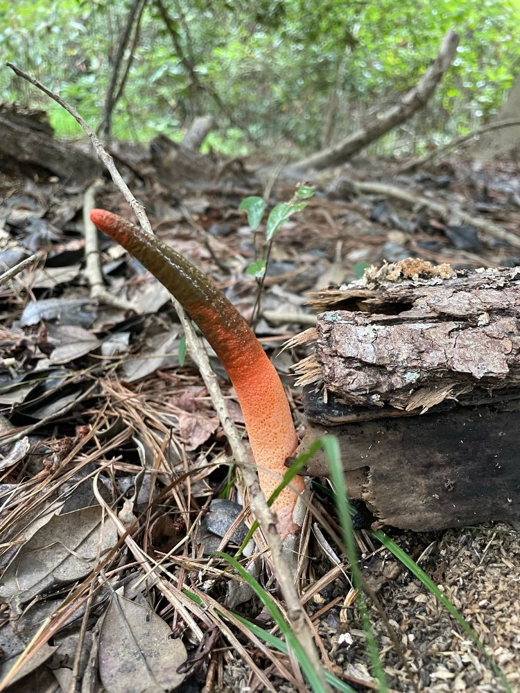 Elegant Stinkhorn