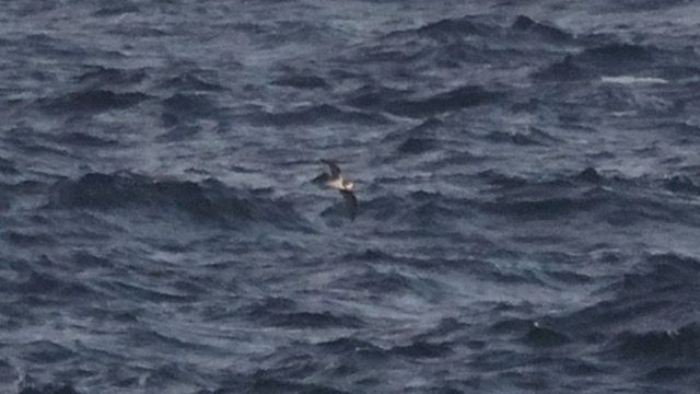 Soft-plumaged Petrel (light morph) off Porthgwarra this eve. 8:24pm. 13th July.  Pic courtesy Mike McKee. 