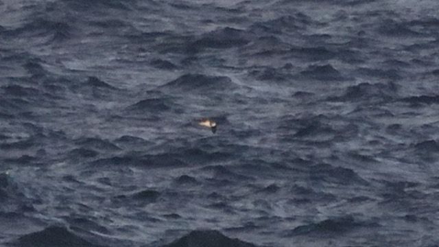 Soft-plumaged Petrel (light morph) off Porthgwarra this eve. 8:24pm. 13th July.  Pic courtesy Mike McKee. 