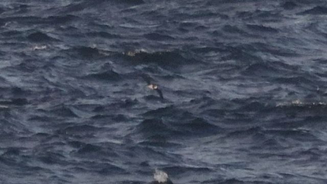 Soft-plumaged Petrel (light morph) off Porthgwarra this eve. 8:24pm. 13th July.  Pic courtesy Mike McKee. 