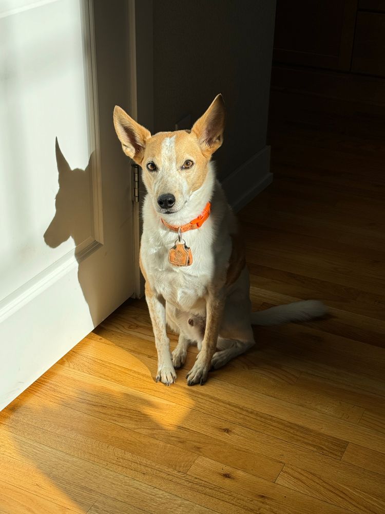 White and brown dog with pointy ears and an orange collar sitting in the sun on a wood floor.