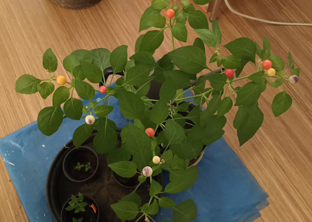 Plant met een paar kleine ronde pepertjes, zo groot als knikkers.