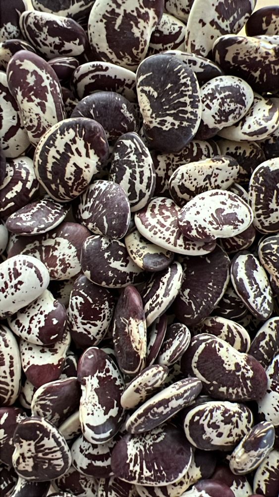 a close up photo of Christmas Luna beans, with swirling brown and white color patterns