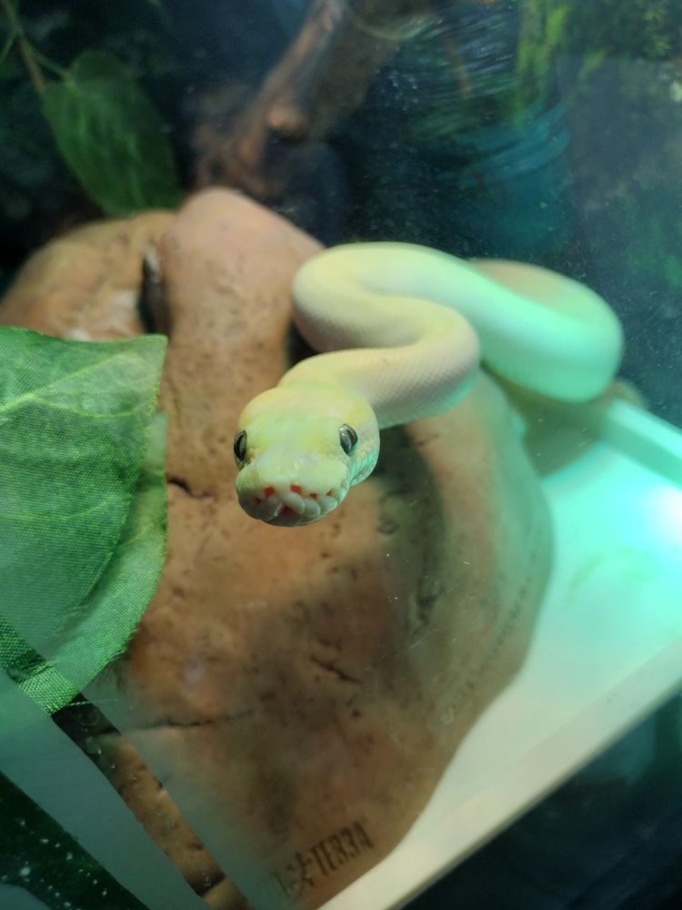 an off-white ball python with subtle pale yellow markings, lifting his head up off a rock hide to look at the camera