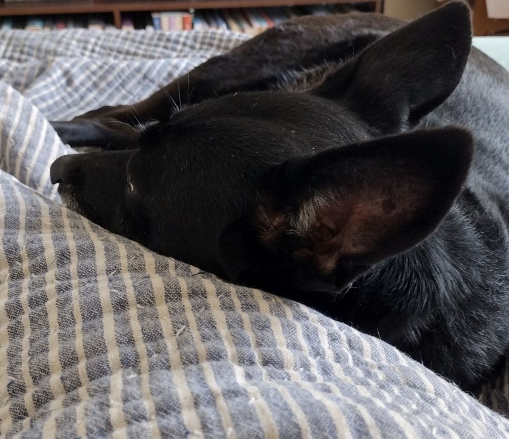 side view of a black dog resting on a blue striped comforter