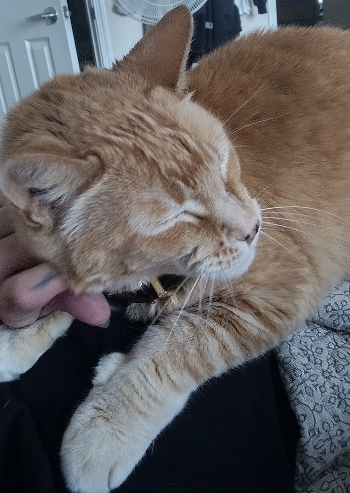 an orange tabby cat getting scritches