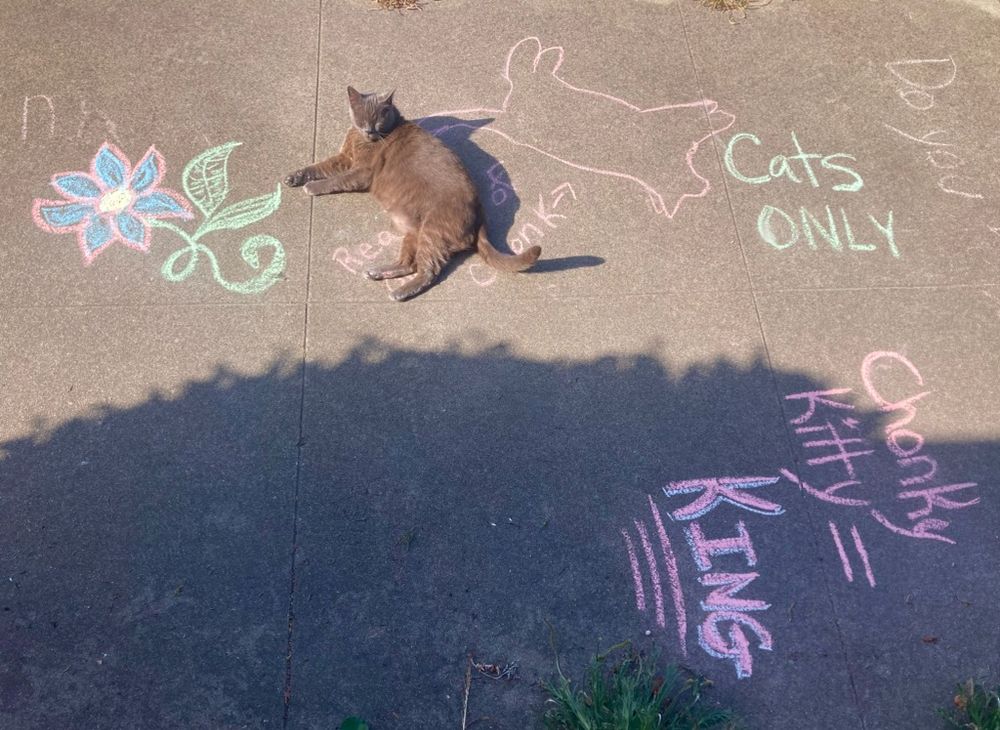 Baecole the cat laying on the sidewalk with chalk drawings of him and "Chonky Kitty = KING" etc