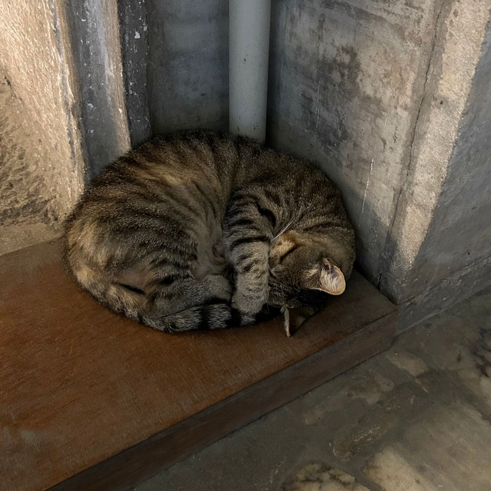 A sleeping cat curled up in a mosque 