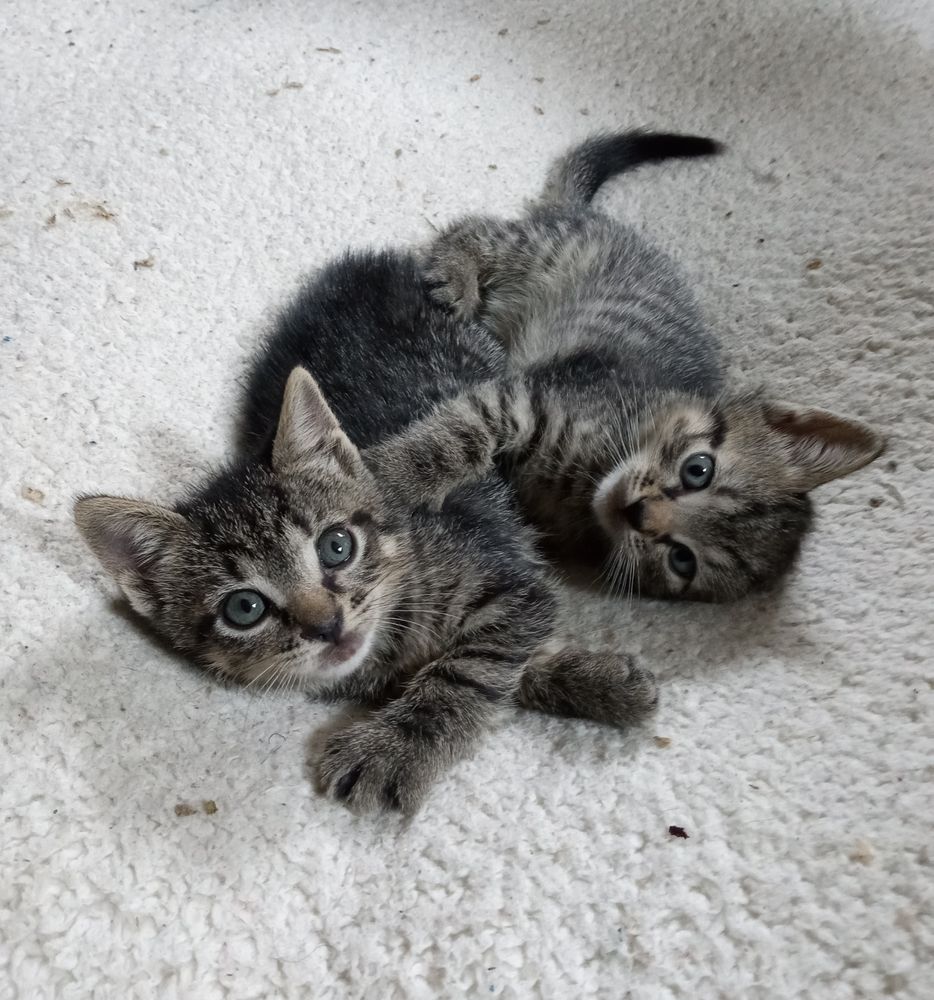 two tabby kittens, I think these are Raven and Clancy