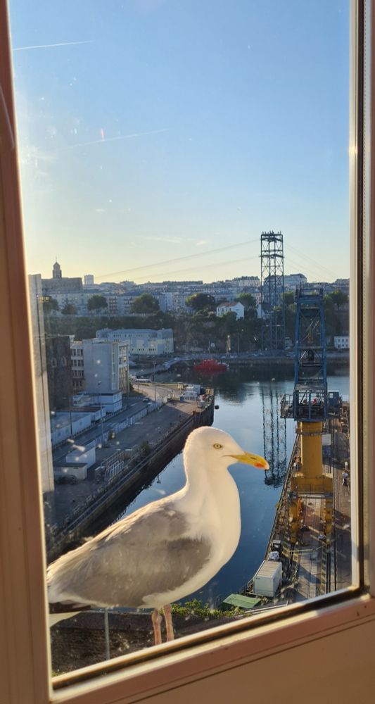 Un gabian brestois devant une fenêtre avec vue sur le port de Brest et son téléphérique