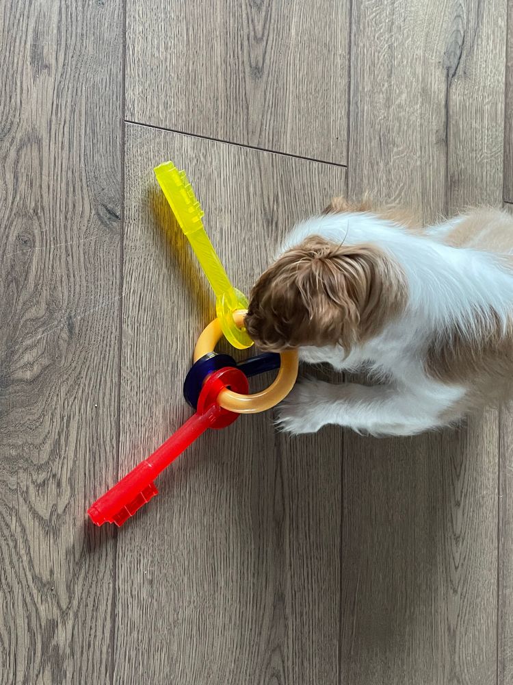 A Blenheim cavalier King Charles plays with a teething toy shaped like keys