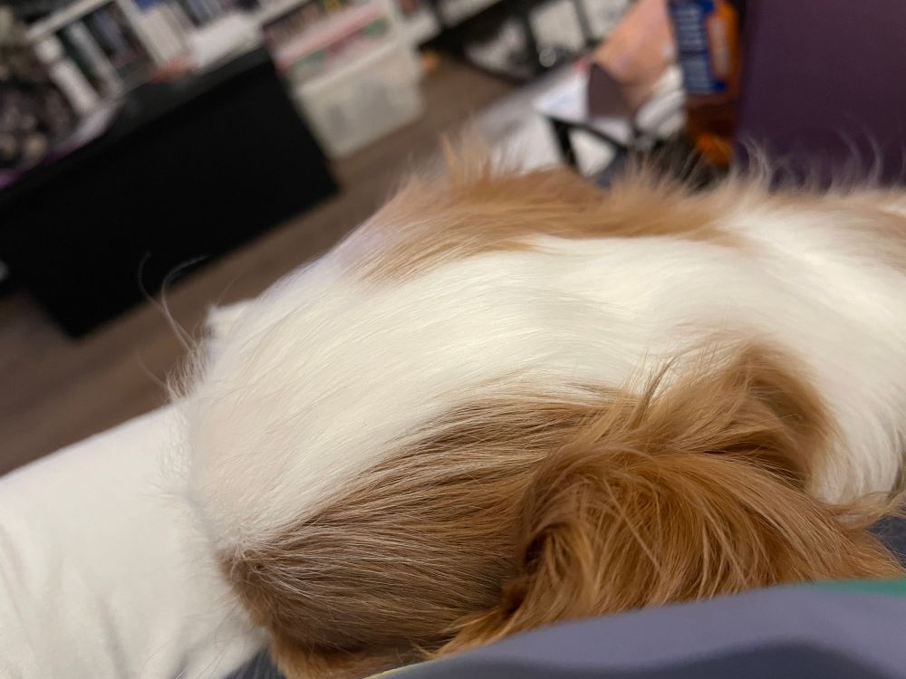 A view of a sleeping Blenheim cavalier King Charles puppy