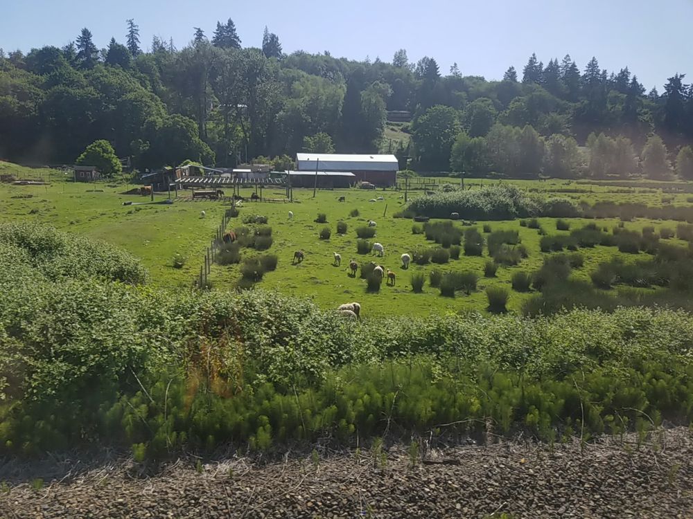 a field full of cows and sheep and birds, as seen from a train