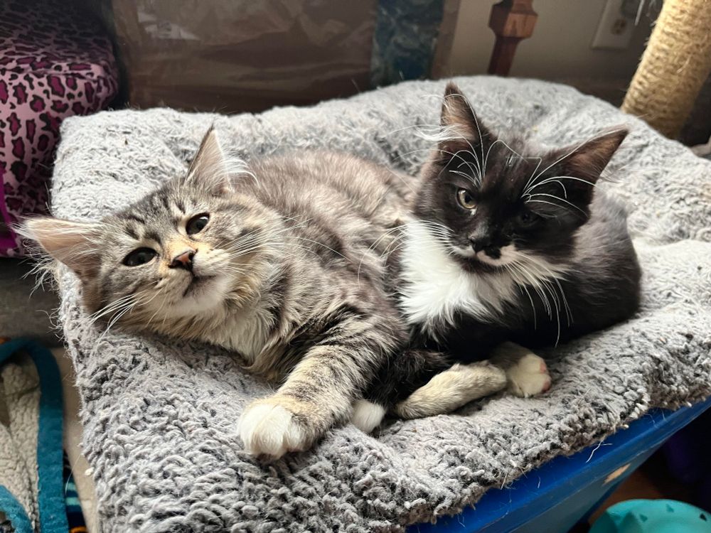 My kittens. The tabby on the left is Willa. Willa is a tripod. The tuxedo kitten on the right is her sister Mona. Not siblings, but from the same foster mom.