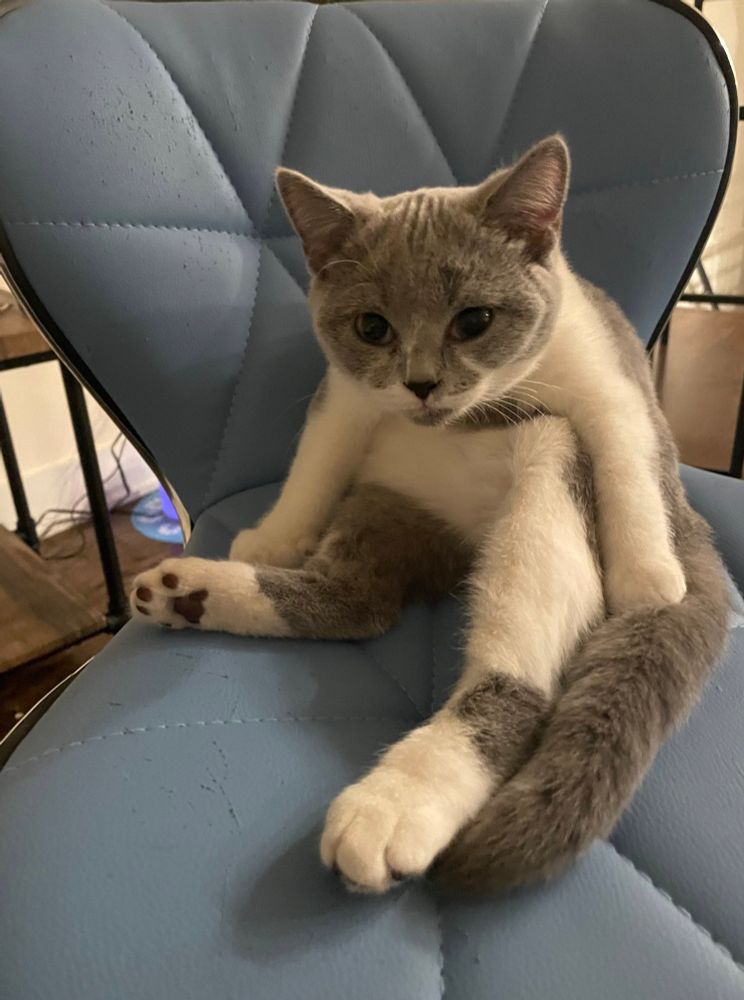 Kitten Pishi sitting on the blue bar stool, upright and hunched over like late stage Kissinger