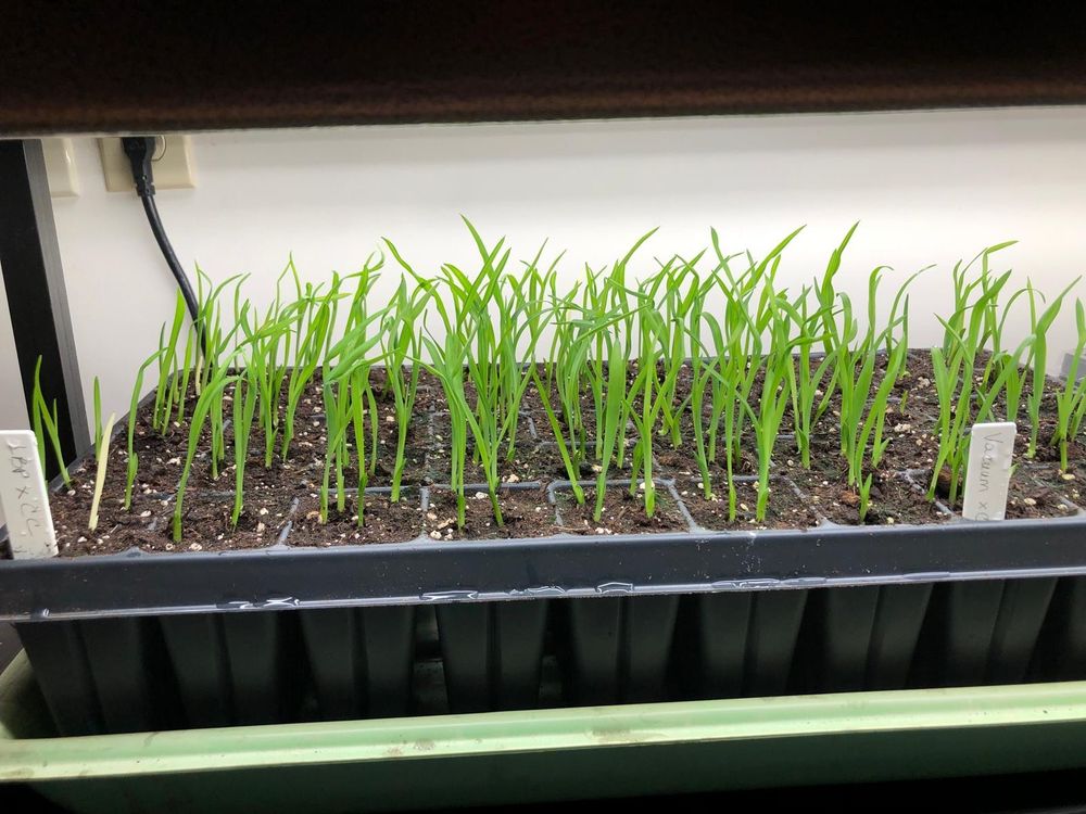 A 50-well seedling tray with over 100 grass-like daylily seedlings growing.