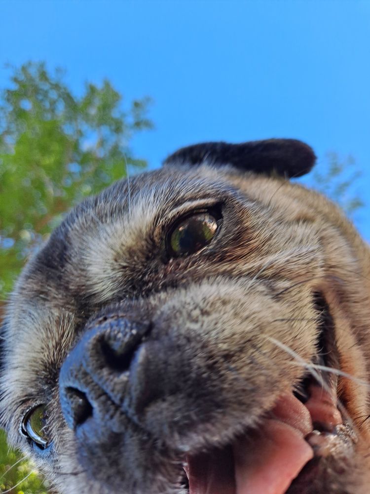 Angel checking out our phone