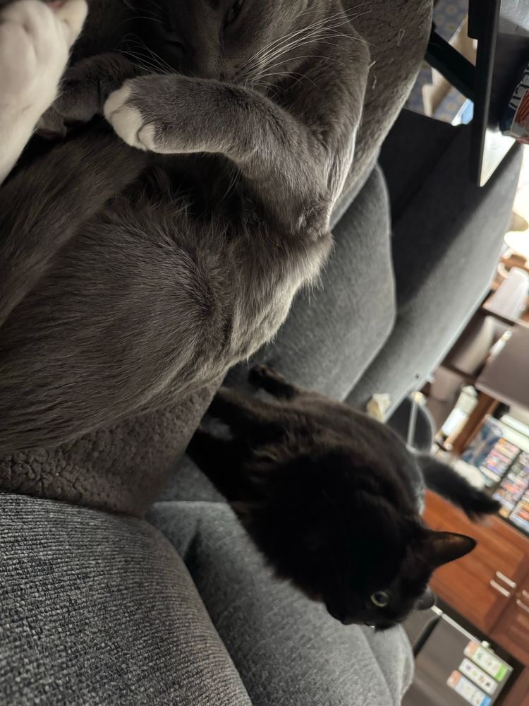 Grey and white shorthair kitty snoozes comfortably while a black long hair kitty stands behind him 