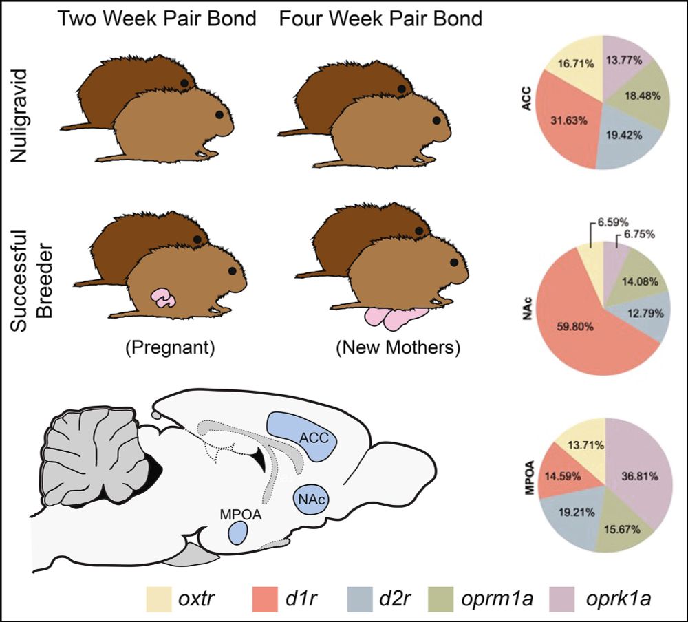 Re‐wiring of the bonded brain: Gene expression among pair bonded female prairie voles changes as they transition to motherhood