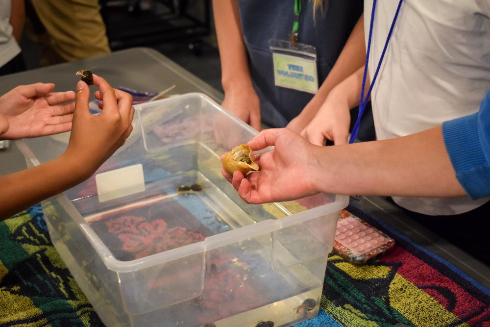 Children hold hermit crabs in a tank of water