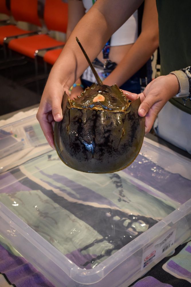 A Save the Bay staff member holds up a horseshoe crab