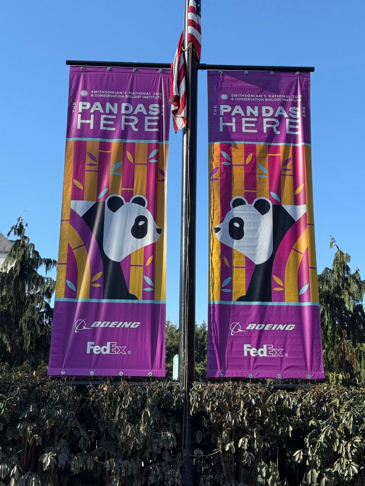 Two colorful banners hanging on a lamppost with the text “The Pandas Are Here.” The banners feature illustrations of pandas surrounded by vibrant bamboo designs. Logos for Smithsonian’s National Zoo, Boeing, and FedEx are visible at the bottom.