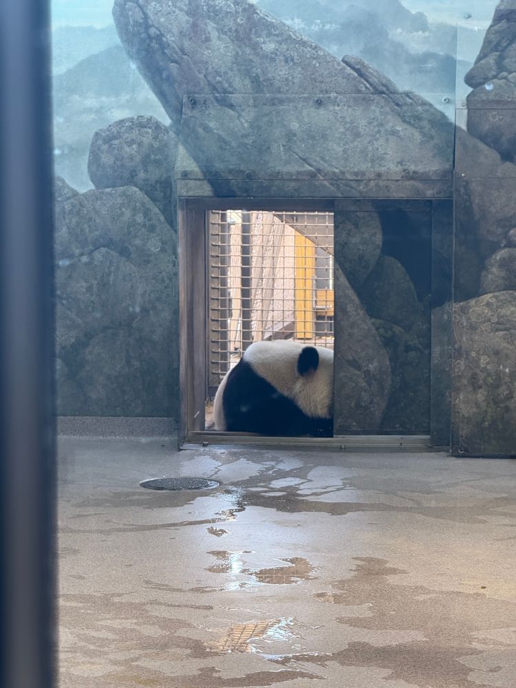 A giant panda resting near a doorway in an indoor enclosure. The walls mimic a rocky landscape, and the floor is slightly wet, reflecting some light.