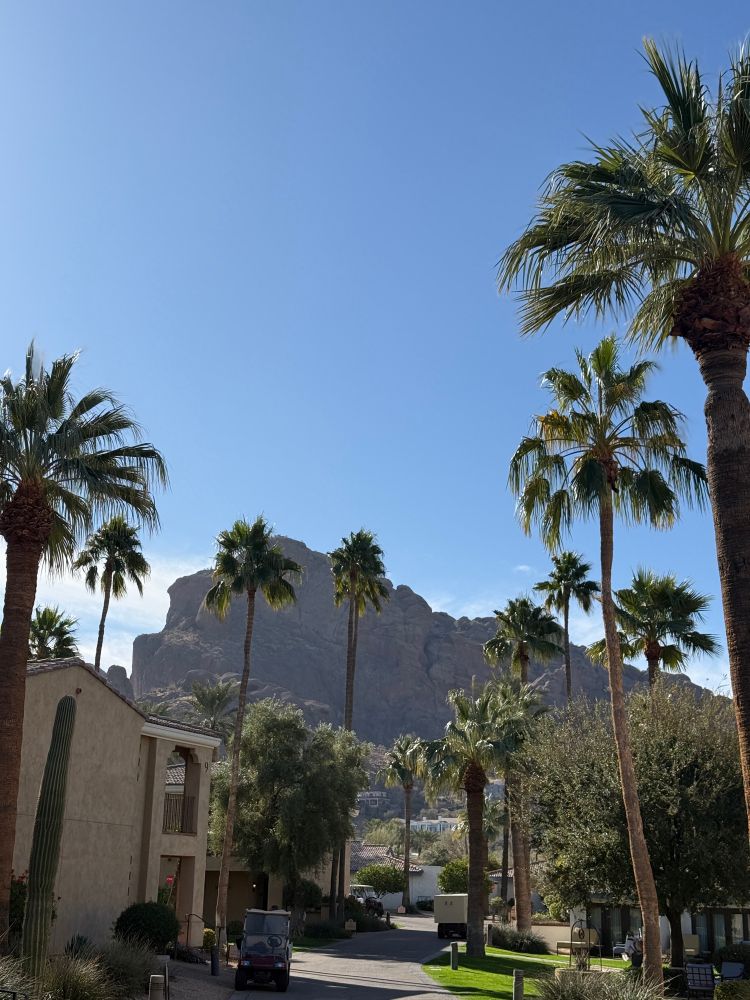 Two tall palm trees stand against a rocky mountain backdrop under a bright blue sky. Green shrubs and a building with a brown-tiled roof are visible in the foreground.