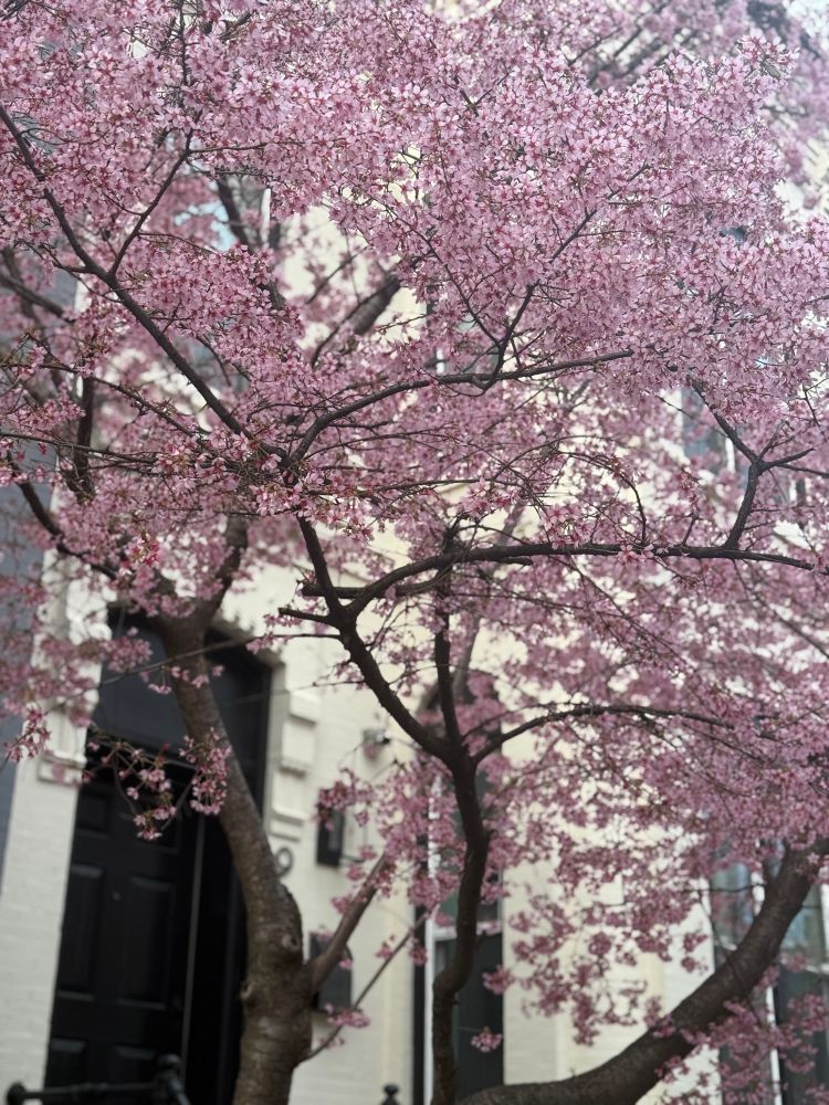 A cherry blossom tree in full bloom with delicate pink flowers, set against the backdrop of a cream-colored brick building with black doors and shutters. The branches stretch across the frame, creating a canopy of blossoms.