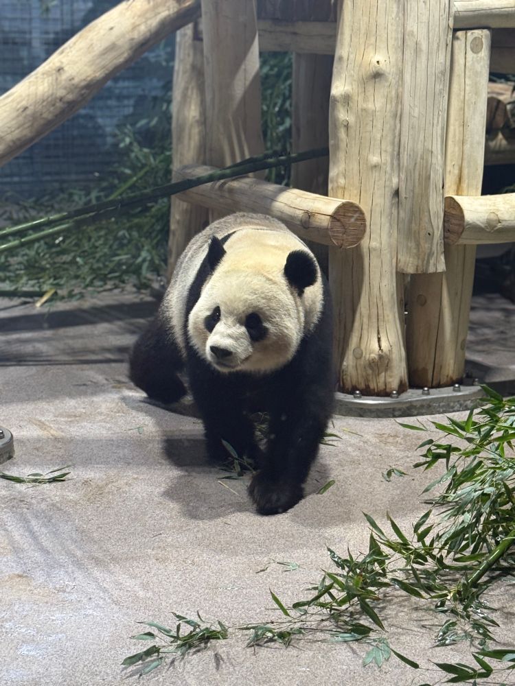 A giant panda walks on a smooth indoor surface surrounded by bamboo branches and wooden climbing structures. The panda has a black and white coat, round ears, and a curious expression.