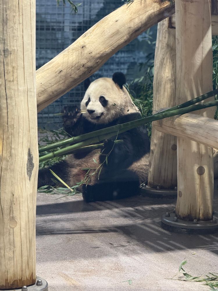 A giant panda sits on the ground, leaning against a wooden climbing structure while holding and chewing on a piece of bamboo. The panda looks relaxed, with one paw raised, and is surrounded by scattered bamboo stalks.