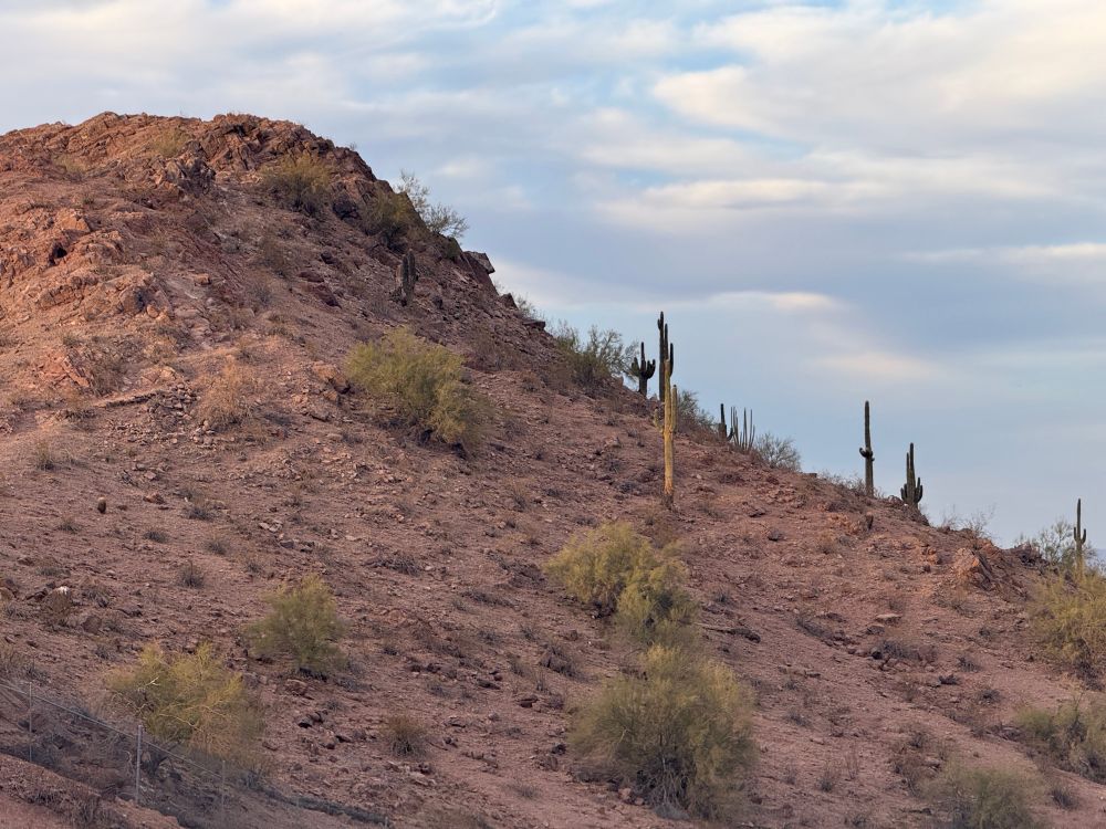 A rugged desert hill at Papago Park with scattered saguaro cacti, bushes and rocky terrain under a partly cloudy sky.
