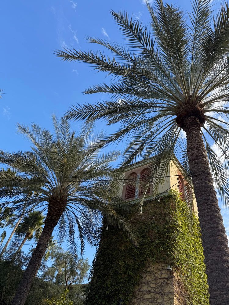 A Mediterranean-style tower covered in ivy is framed by tall palm trees. The sky is clear and blue, contrasting with the earthy tones of the building and greenery.