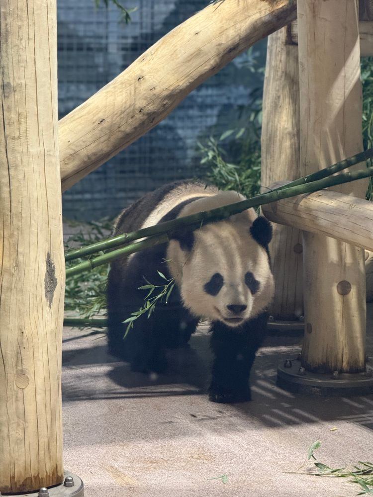 A giant panda walks towards the camera, partially framed by wooden climbing beams and bamboo stalks. The panda’s black and white face is prominent, with dark eye patches and a focused expression.